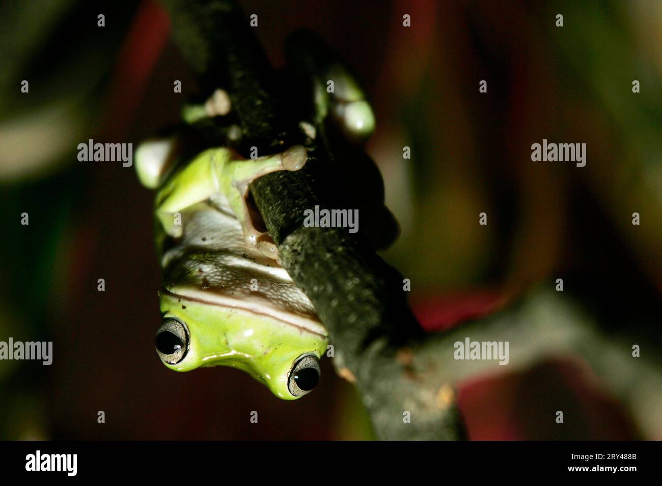 Australian green tree frog (Litoria caerulea), Coral fingered tree frog, Dumpy tree frog, Green tree frog Stock Photo