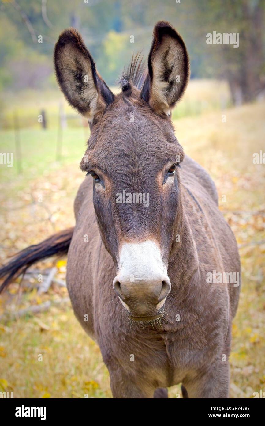 A close up portrait of a cute donkey with big ears standing in a field in north Idaho. Stock Photo