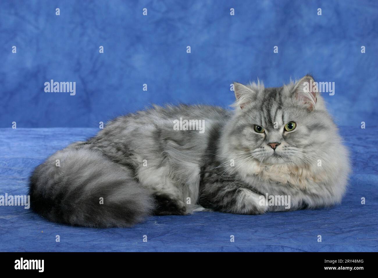 Persian cat, silver tabby Stock Photo - Alamy