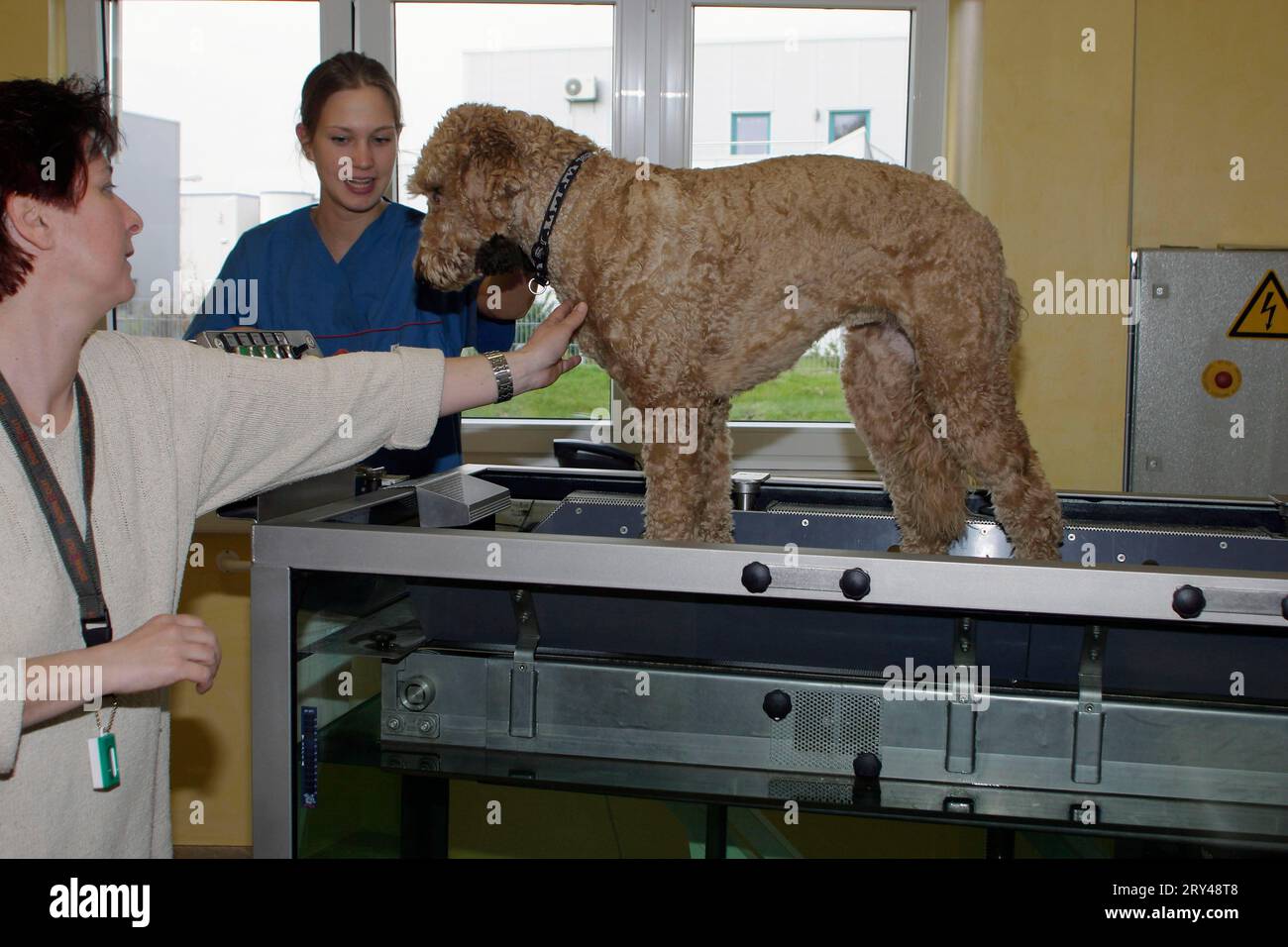 Standard poodle, preparation for therapeutic exercises Stock Photo Alamy