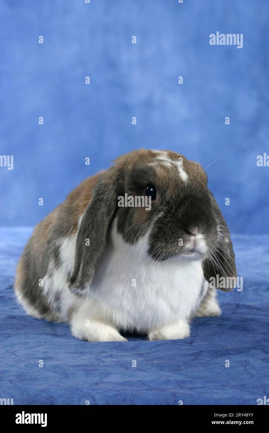 Lop-eared Dwarf Rabbit, Dwarf ram rabbit, Rabbit, Dwarf rabbit, indoor, studio Stock Photo