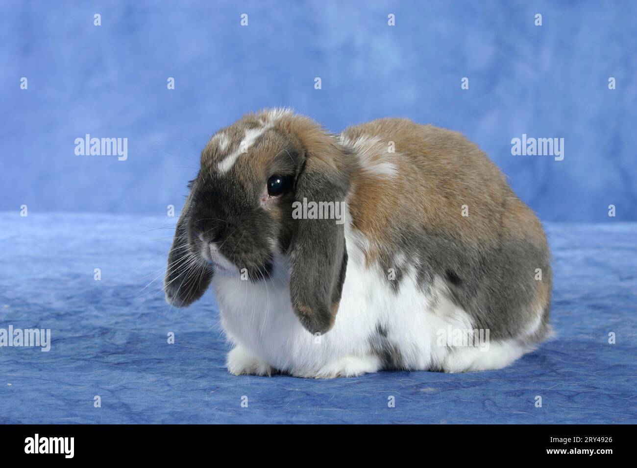 Lop-eared Dwarf Rabbit, Dwarf ram rabbit, Rabbit, Dwarf rabbit, indoor, studio Stock Photo