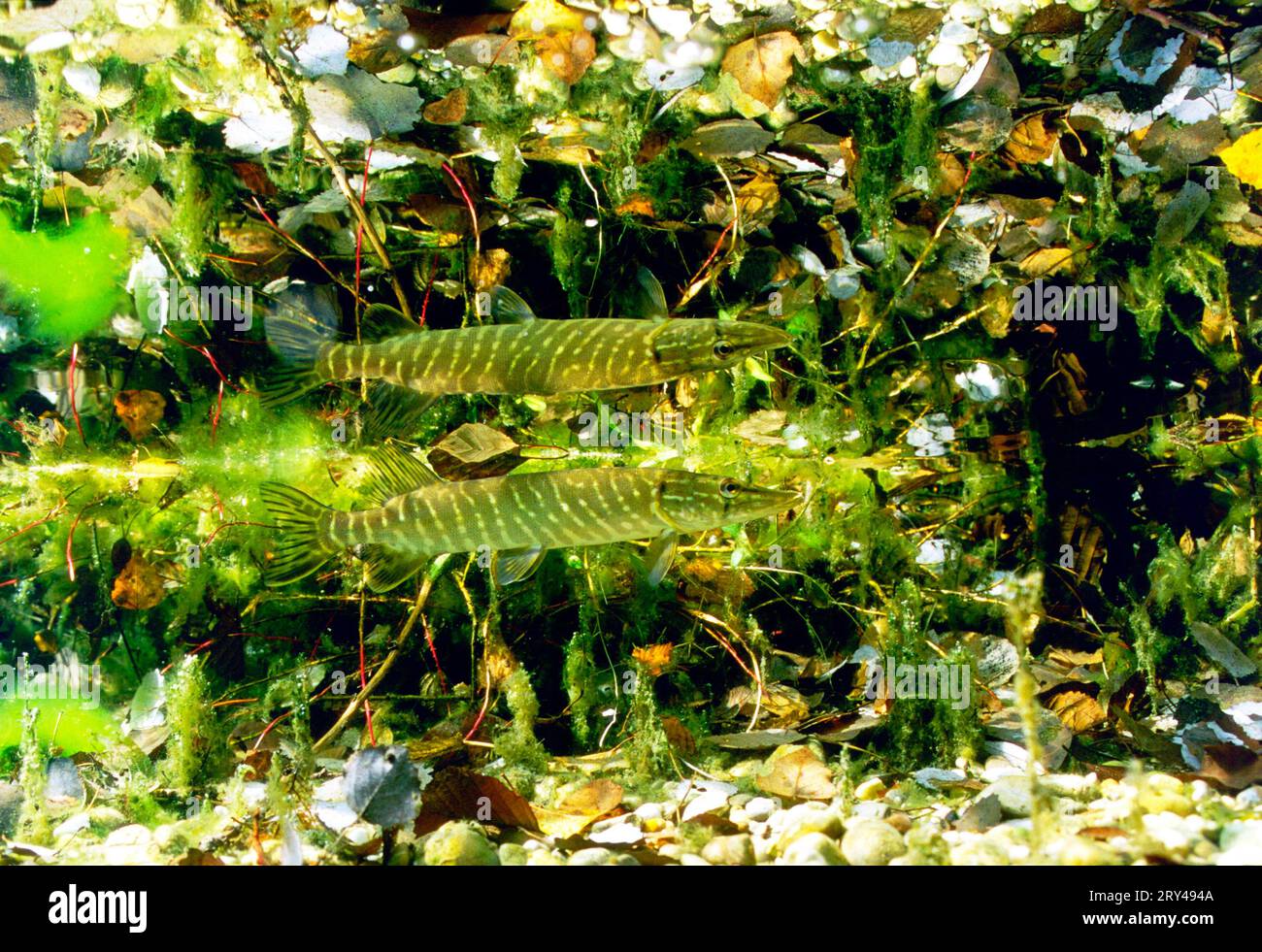 Young Northern Pike (Esox lucius) with mirror image, side Stock Photo