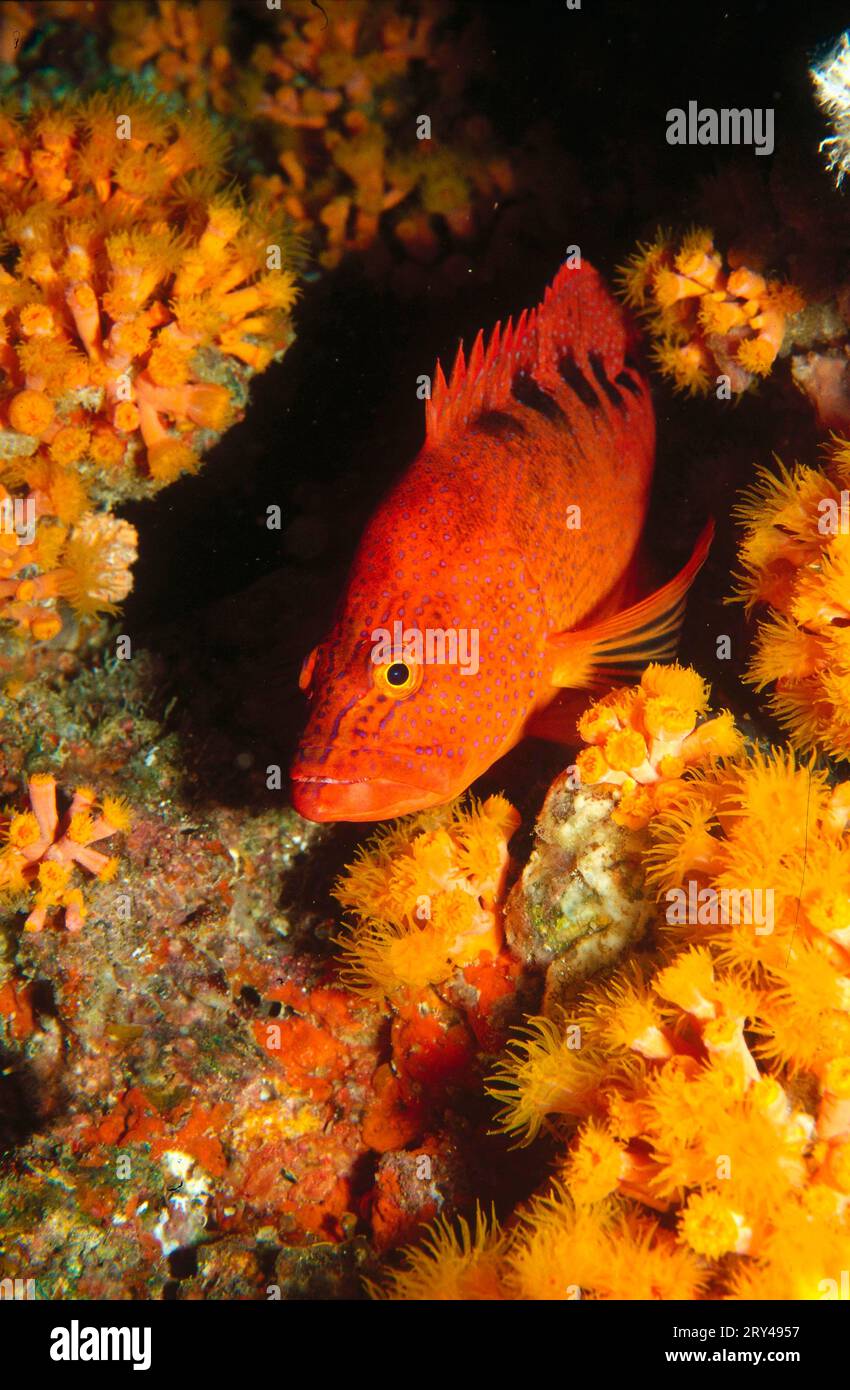 Coral Grouper (Cephalopholis miniata) Stock Photo