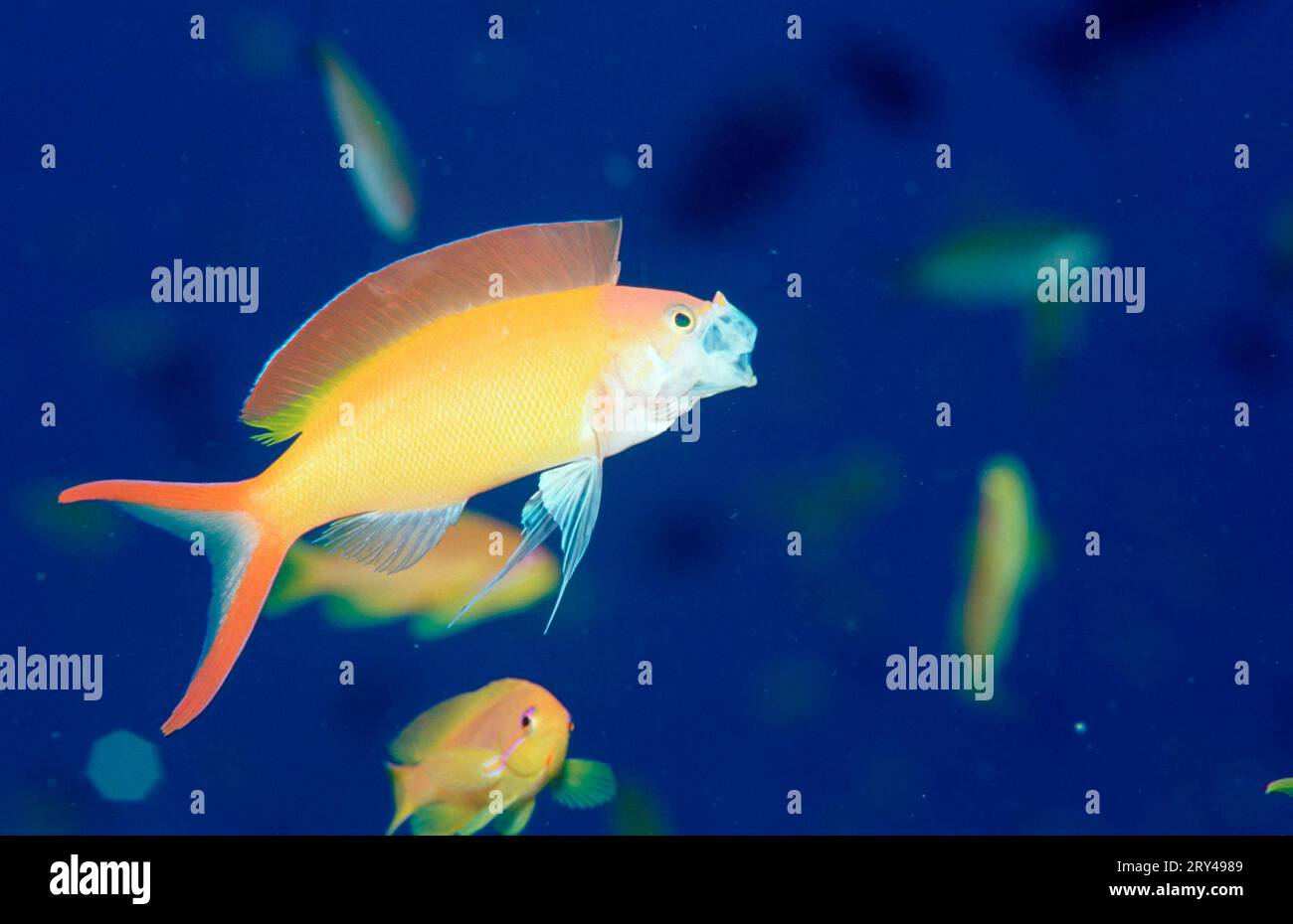 Flame Anthias (Pseudanthias ignitus), Flagfish (Pisces), Other animals, other animals, fish, underwater, under water, saltwater, salt water, Indian Stock Photo