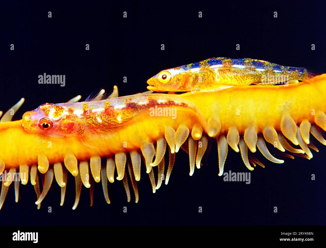 Whip-coral Goby, Whip coral dwarf goby (Bryaninops yongei) Stock Photo