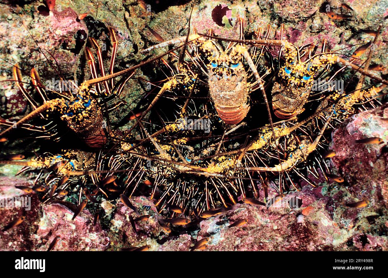 Indian ocean lobsters hi-res stock photography and images - Alamy