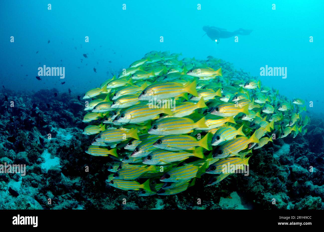 Five-lined Snapper, Maldives (Lutjanus quinquelineatus), Other animals, other animals, Fish, fish, Underwater, under water, Saltwater, salt water Stock Photo