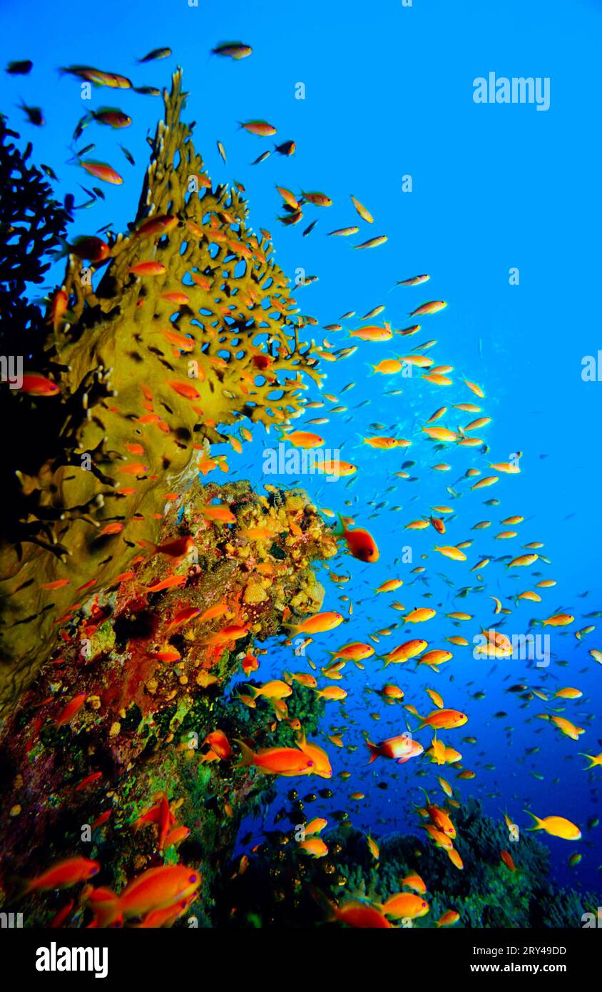 Lyretail Anthias (Pseudanthias squamipinnis), Sea goldie Harem Flagfish (Pisces), Other animals, other animals, fish, Underwater, under water, Indian Stock Photo