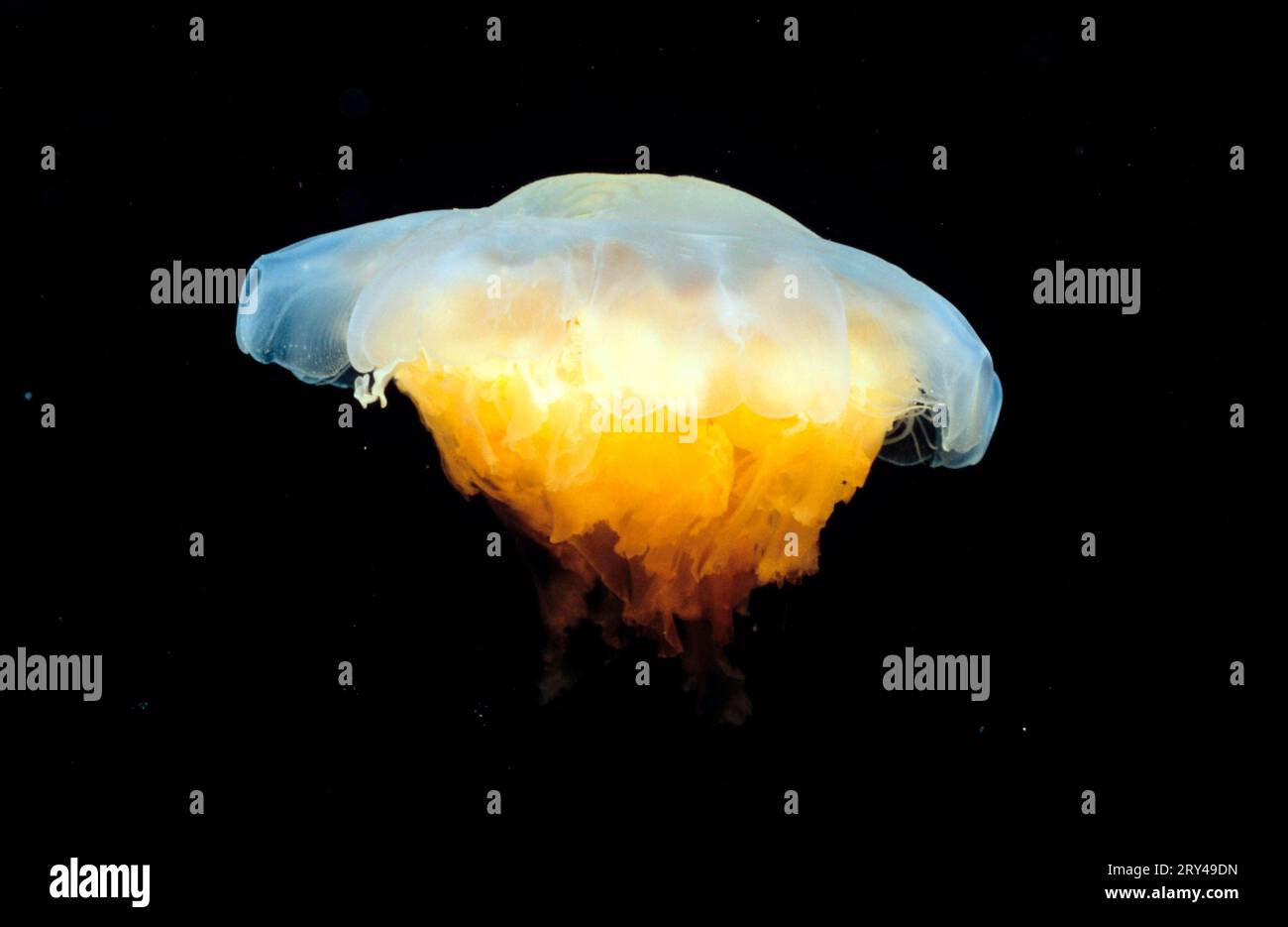 Jellyfish, fire jellyfish, Other animals, other animals, cnidarians, coelenterates, underwater, under water, saltwater, salt water, Atlantic Stock Photo