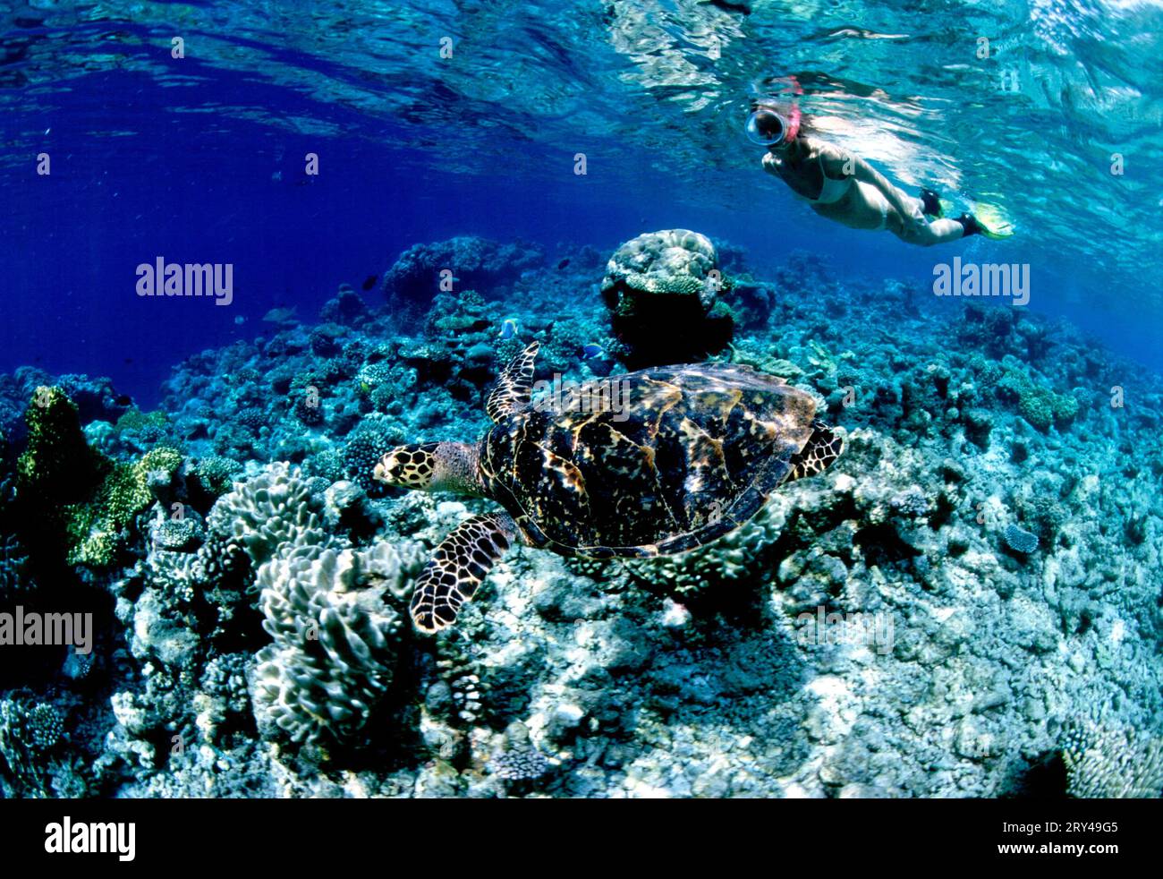 Seaturtle and snorkeler, Maldives, Sea turtle and snorkeler, Andere Tiere, other animals, Reptilien, reptils, Schildkroeten, turtles, Unterwasser Stock Photo