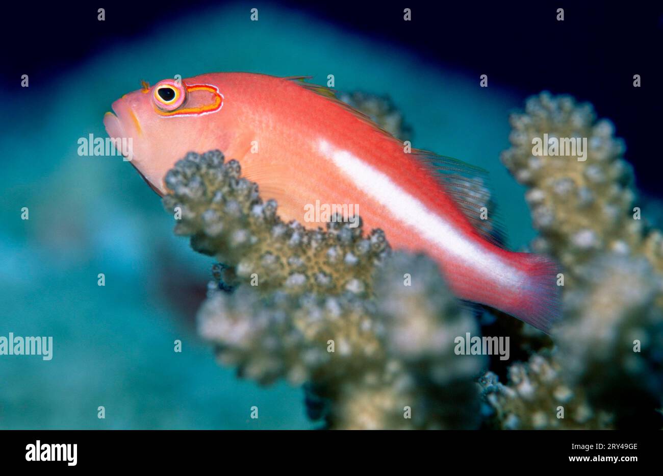 Arc-eye Hawkfish (Paracirrhites arcatus), Monocle coral guardian Other animals, fishes, under water, saltwater, salt water, Red Sea, Pacific Stock Photo