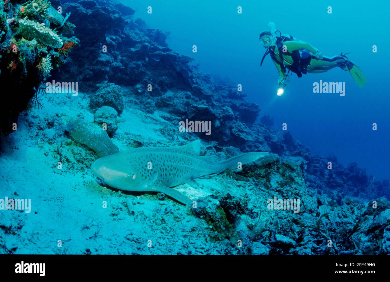 Leopard Shark and diver (Stegostoma varium), Leopard Shark and diver, Other animals, other animals, fish (Pisces) Shark, Underwater, under water Stock Photo
