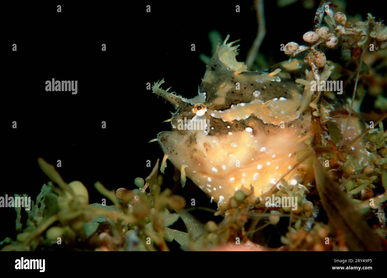 Sargassum fish (Histrio histrio) Stock Photo
