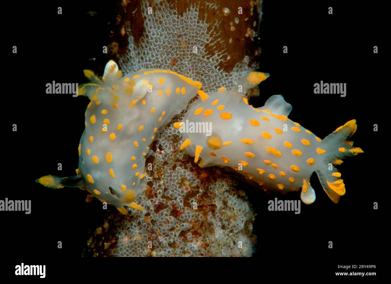 Nudibranches (Limacia clavigera), nudibranchs Stock Photo