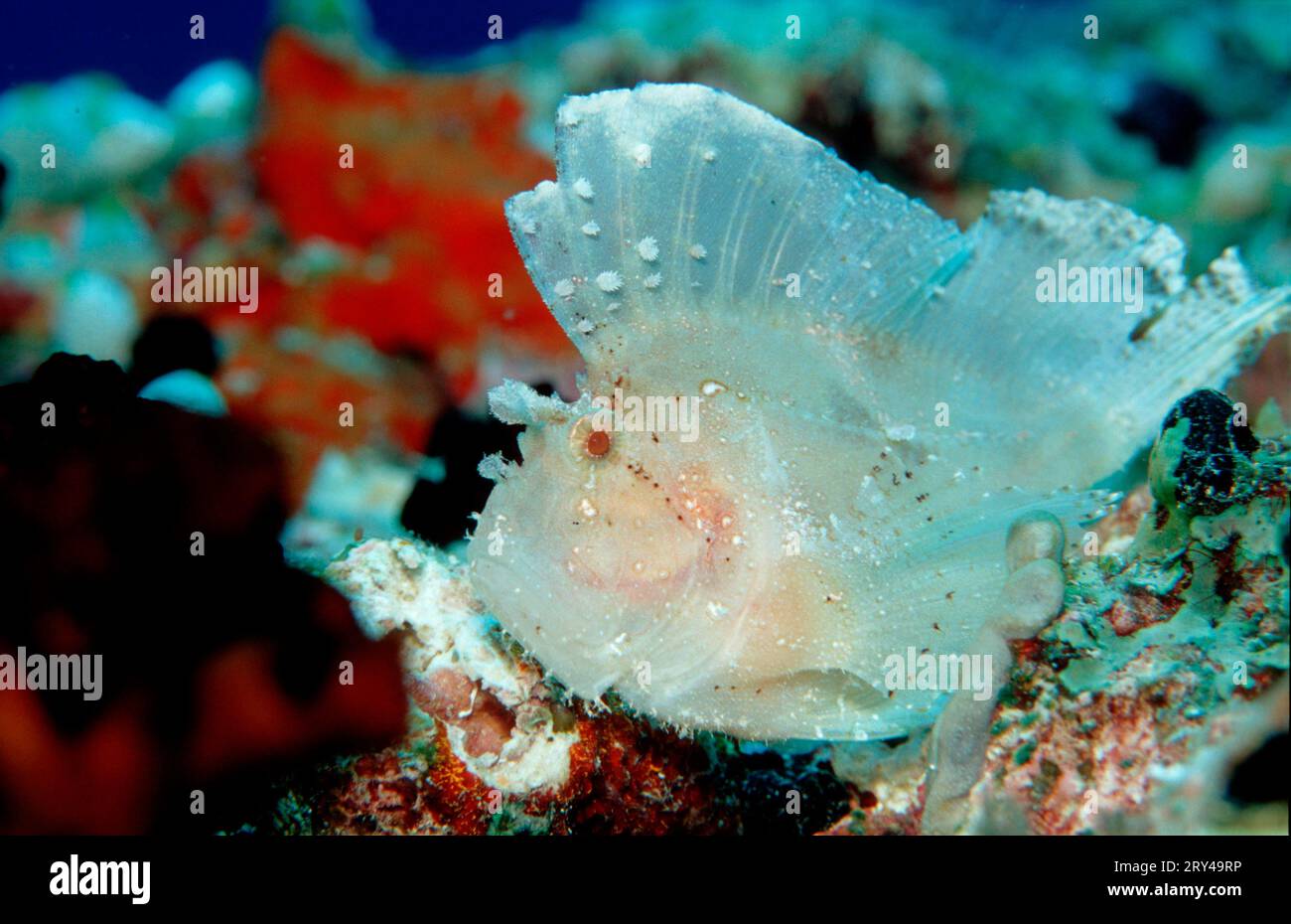 Paper leaf scorpionfish (Taenianotus triacanthus), Taumelfisch, Andere ...