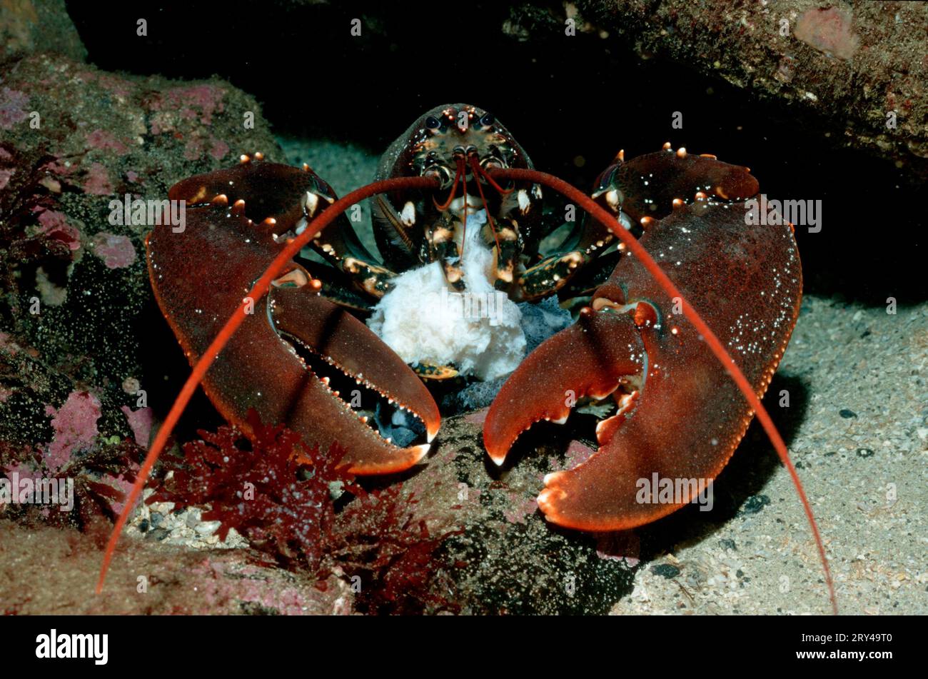 Common Lobster Homarus Gammarus Stock Photo Alamy Common Lobster Homarus Gammarus Stock Photo Alamy