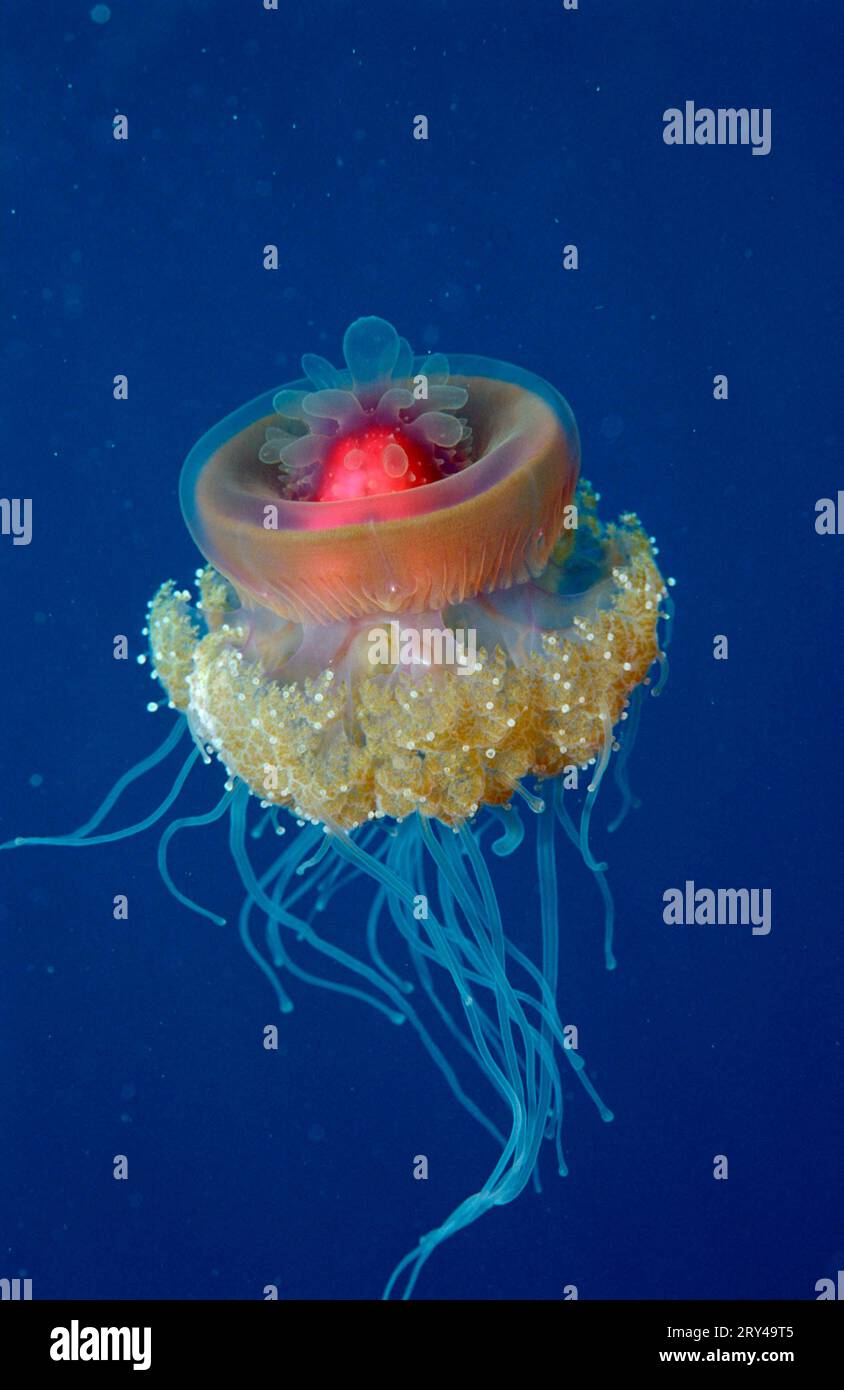 Crown jellyfish (Netrostoma setouchina) Stock Photo