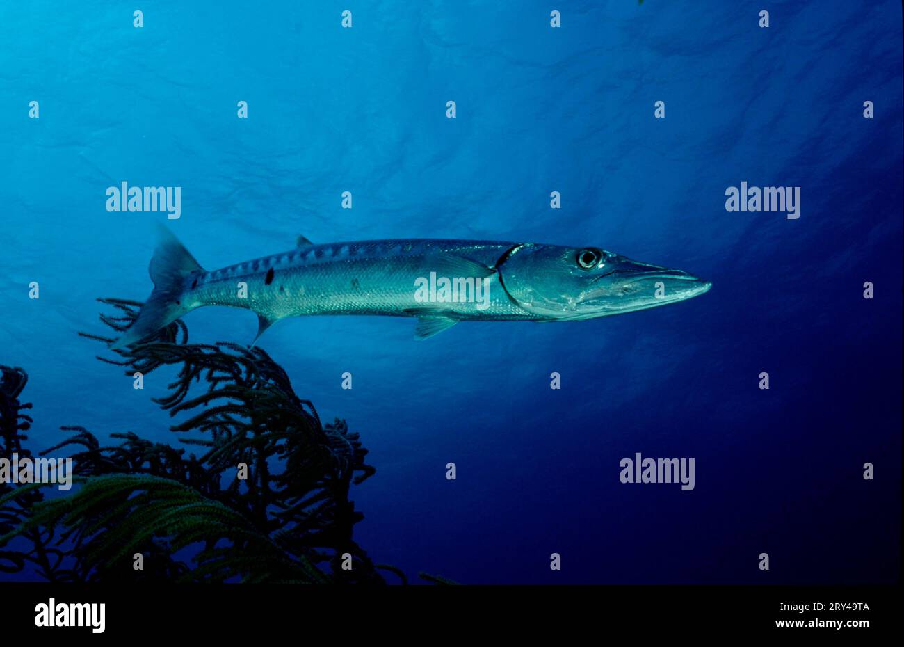 Great barracuda (Sphyraena barracuda), Atlantic Barracuda, Other animals, other animals, fish (Pisces) Underwater, under water, Saltwater, salt Stock Photo