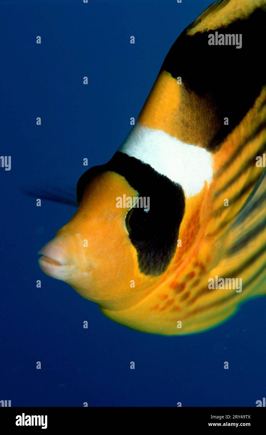 Racoon Butterflyfish, Maldives, Crescent Butterflyfish (Chaetodon lunula) Other animals, fishes, under water, saltwater, salt water, Indian Ocean Stock Photo