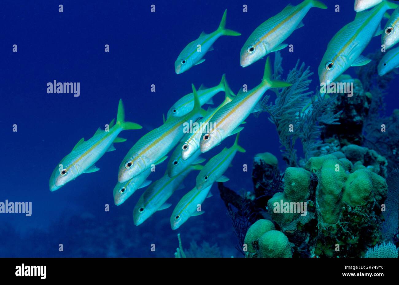 Grey mullet flathead mullet fish hi-res stock photography and images ...