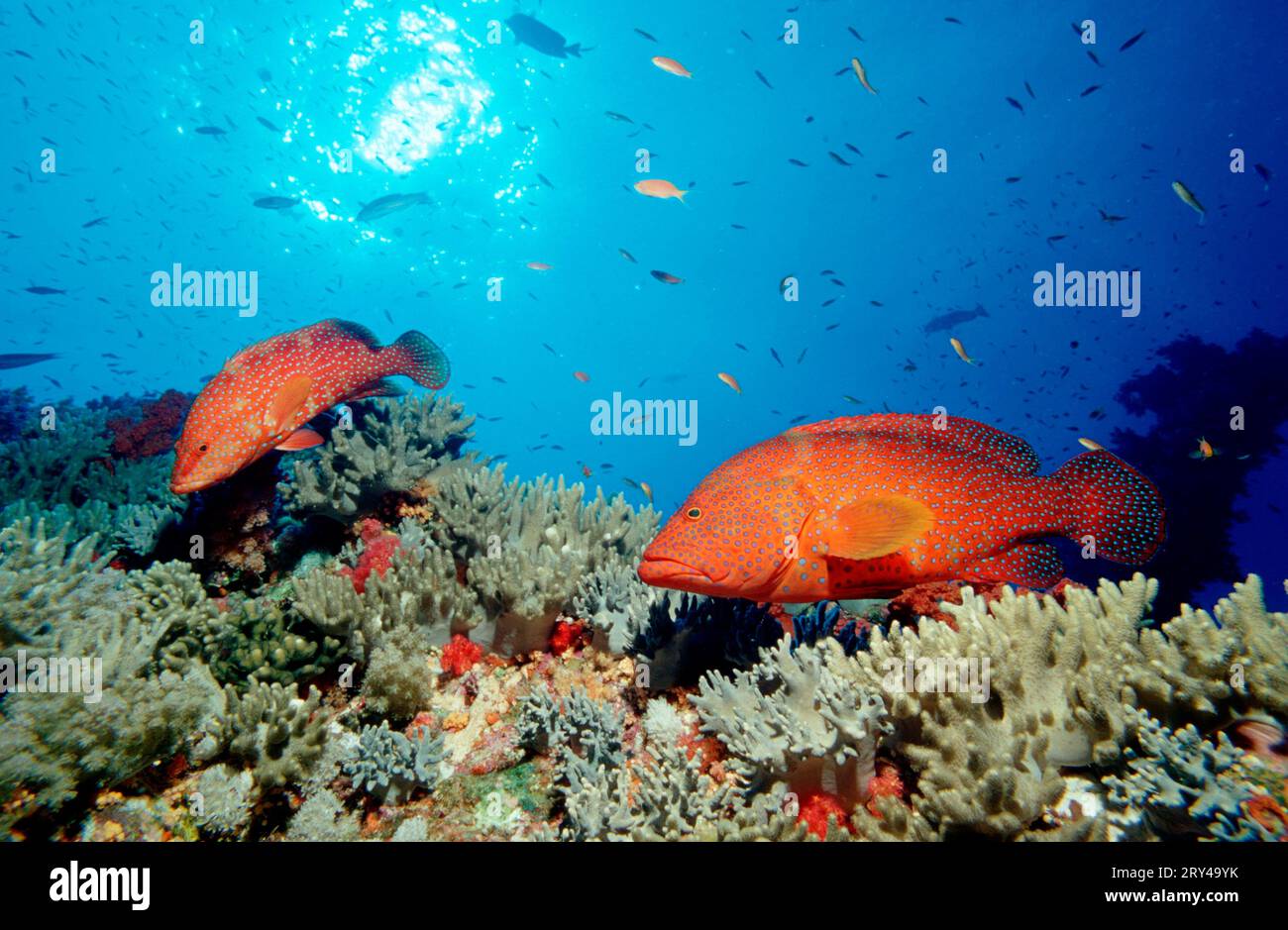 Coral Grouper, Vermillion seabass (Cephalopholis miniata), Other animals, other animals, fish (Pisces) Unterwasser, under water, Indischer Ozean Stock Photo
