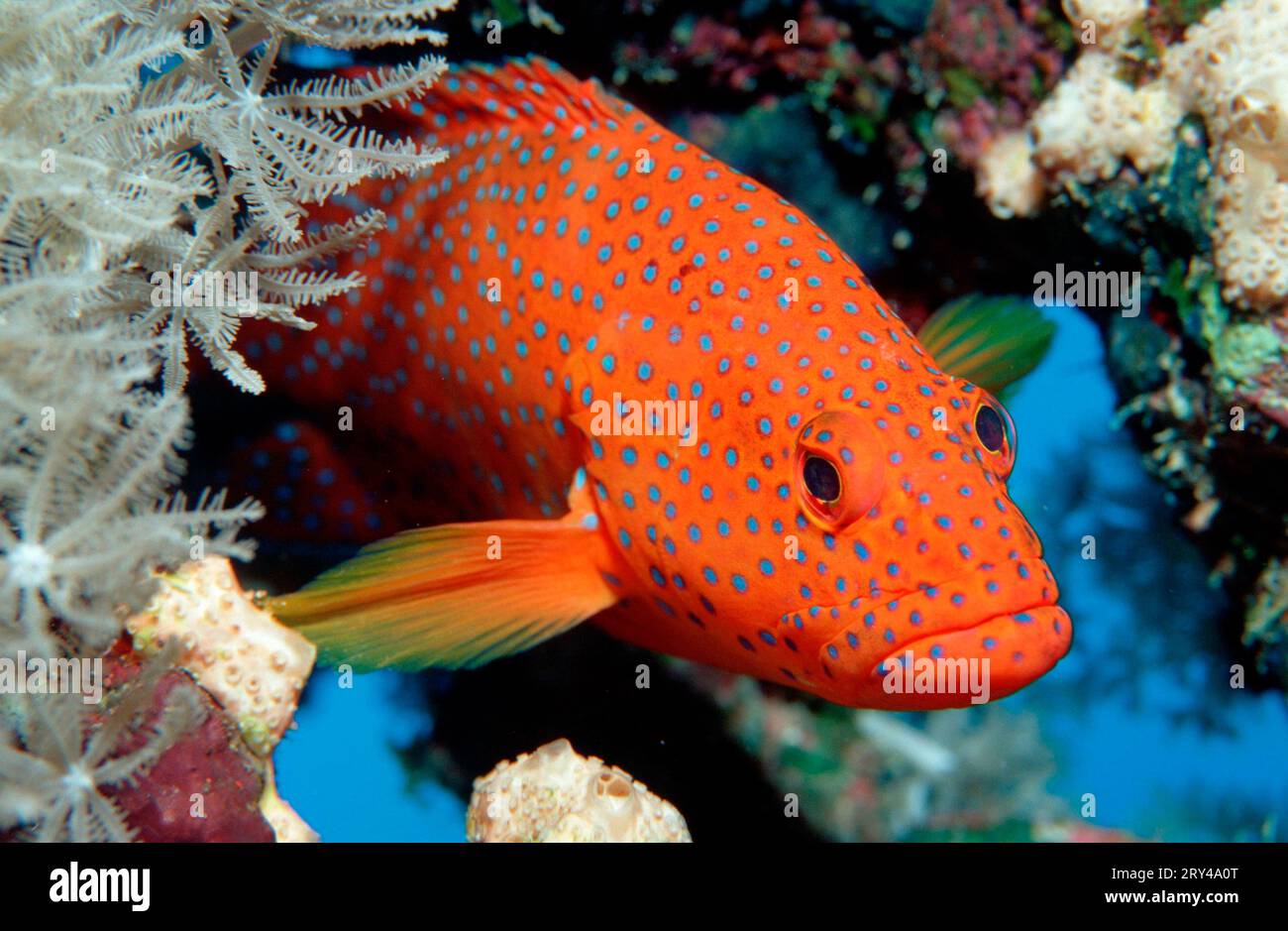 Coral Grouper, Vermillion seabass (Cephalopholis miniata) Andere Tiere, other animals, Fische, fish, Unterwasser, under water, Indischer Ozean Stock Photo