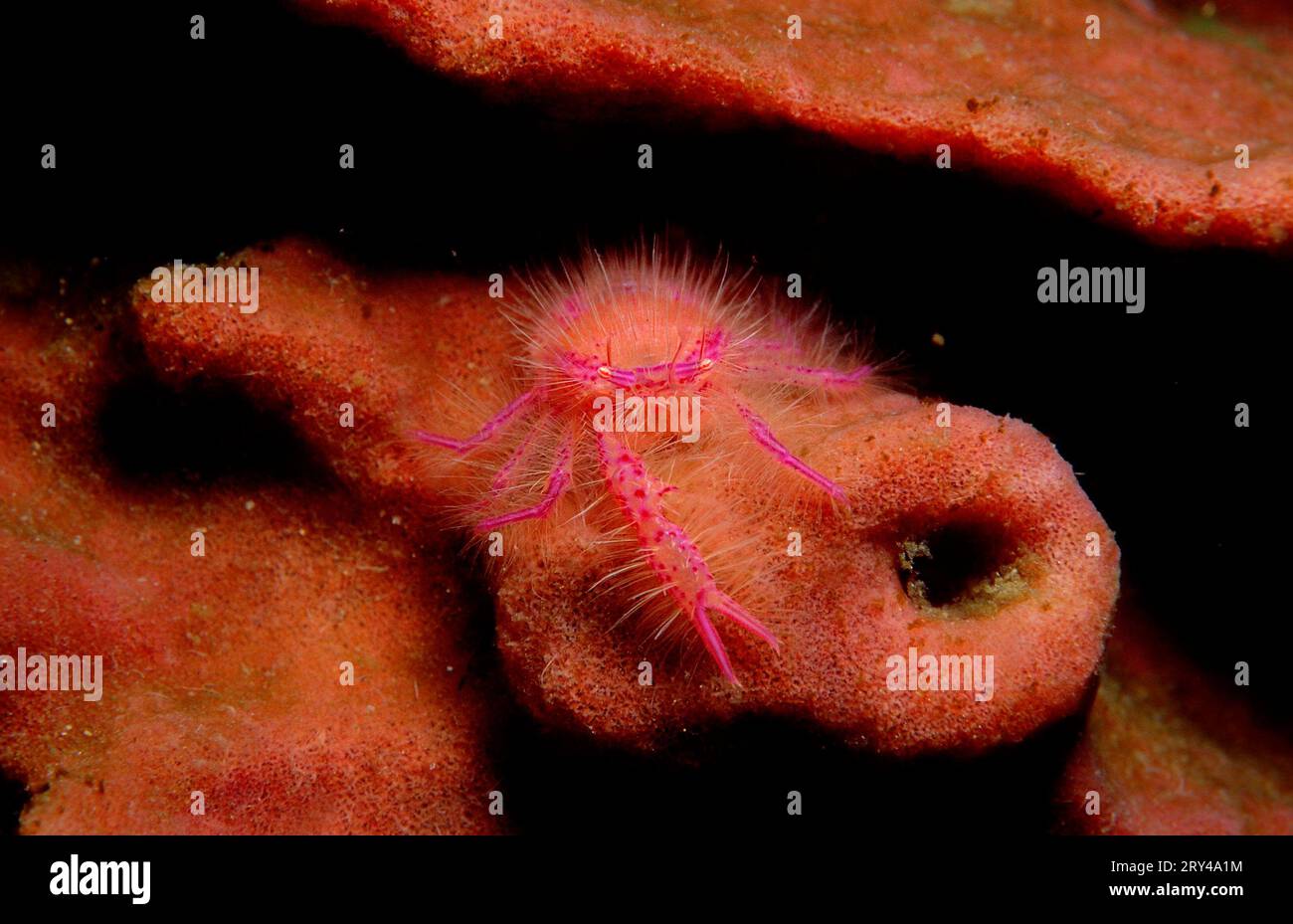 Pink Squat Lobster, Komodo national park, Indonesia, Sponge Jumping