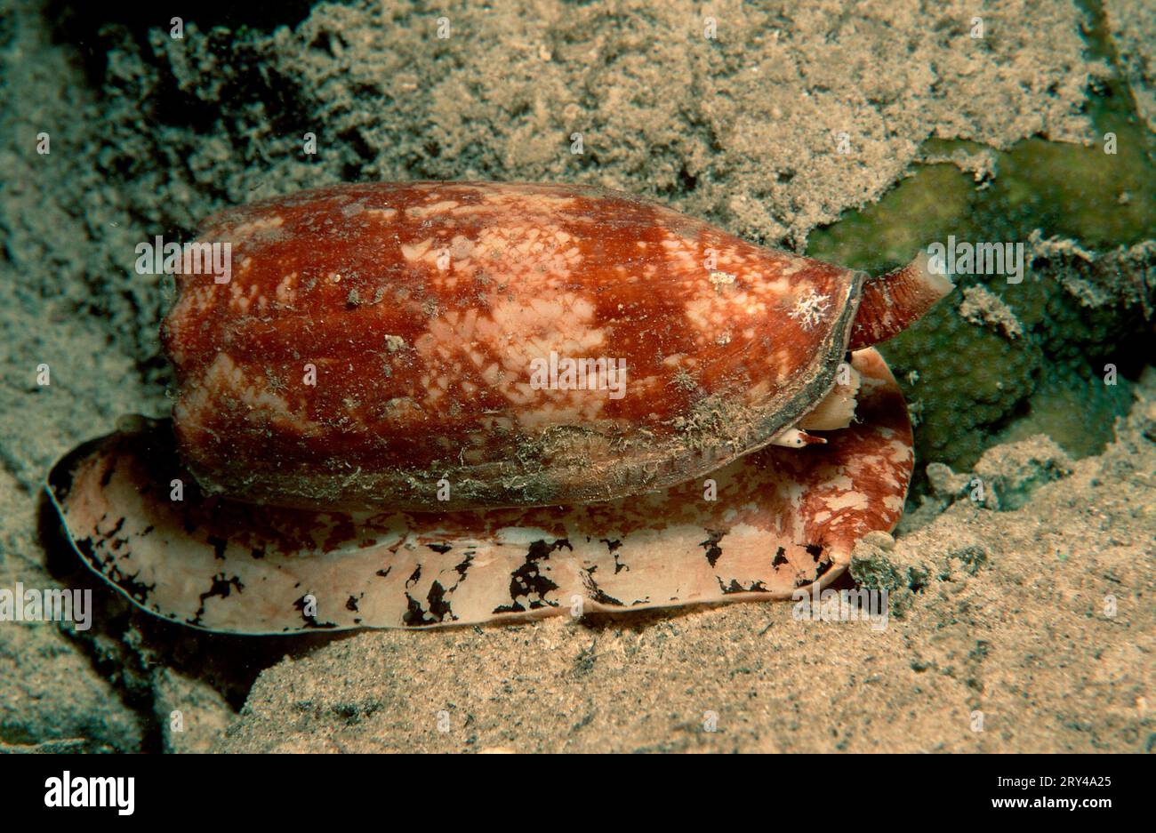 Cone Shell, Papua-New Guinea (Conus geographus) Stock Photo