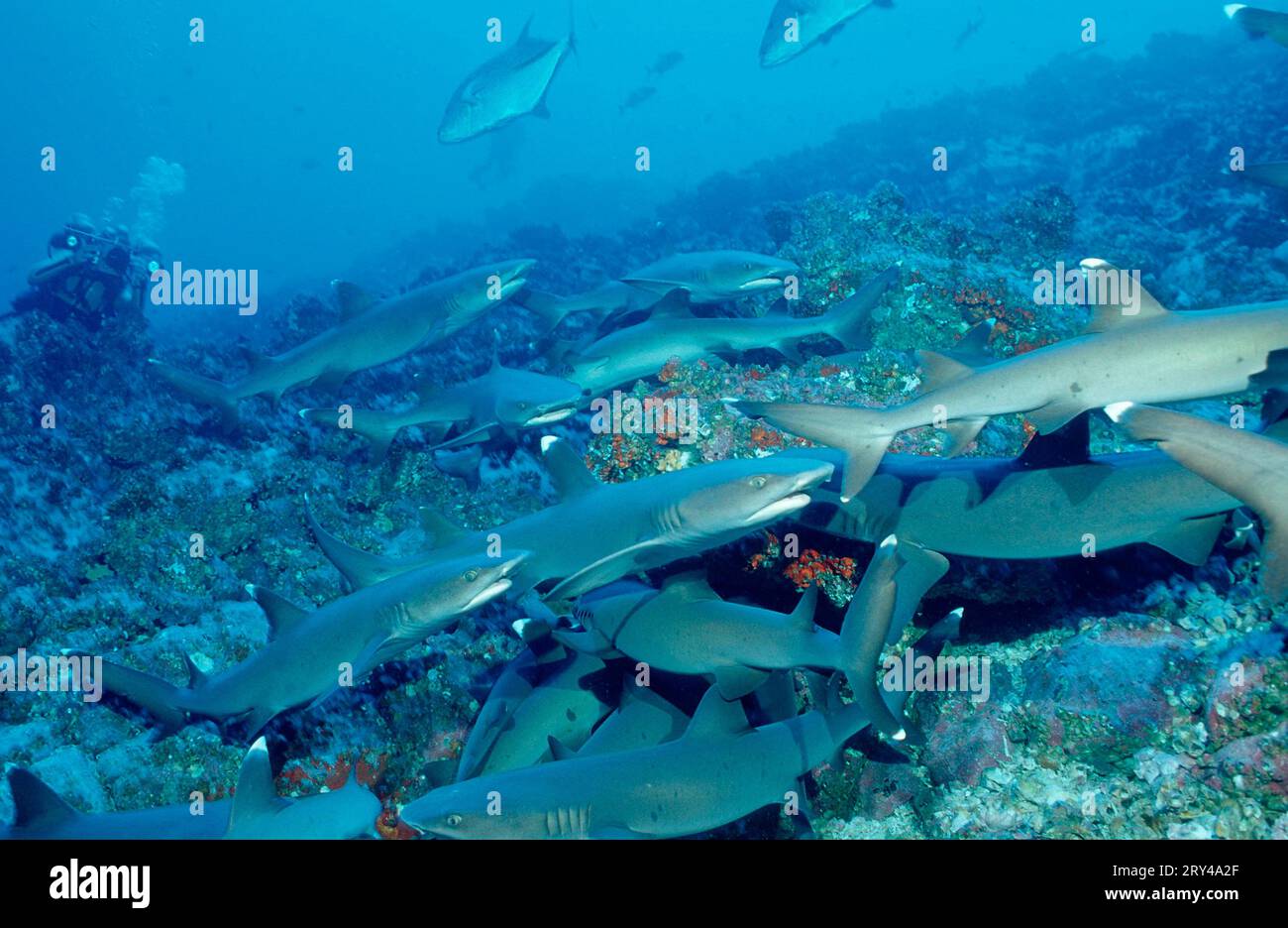 Blunthead Sharks, Cocos Island, Costa Rica, Whitetip (Triaenodon obesus