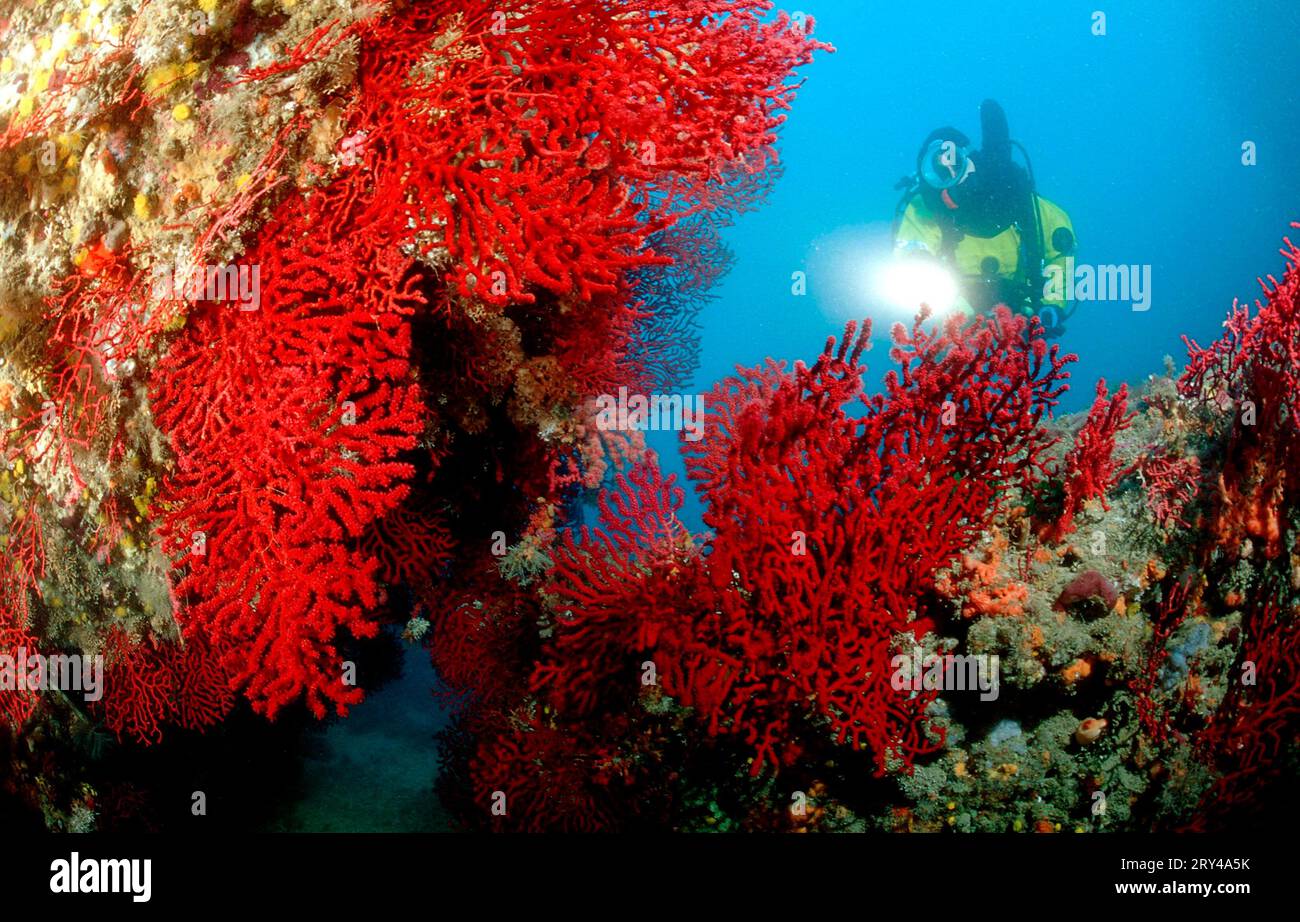 Diver on coral reef, Costa Brava, Spain Stock Photo