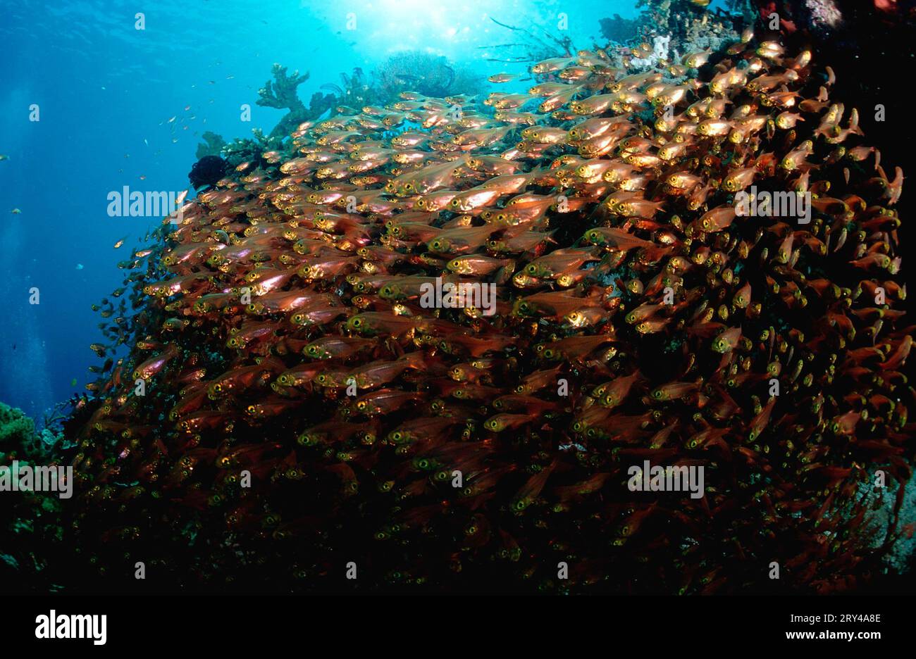 Slender (Parapriacanthus Sweepers, Komodo national park, Indonesia, Glassfish Stock