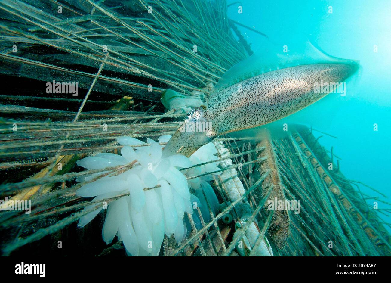 Southern Calamary (Sepioteuthis australis), female laying eggs