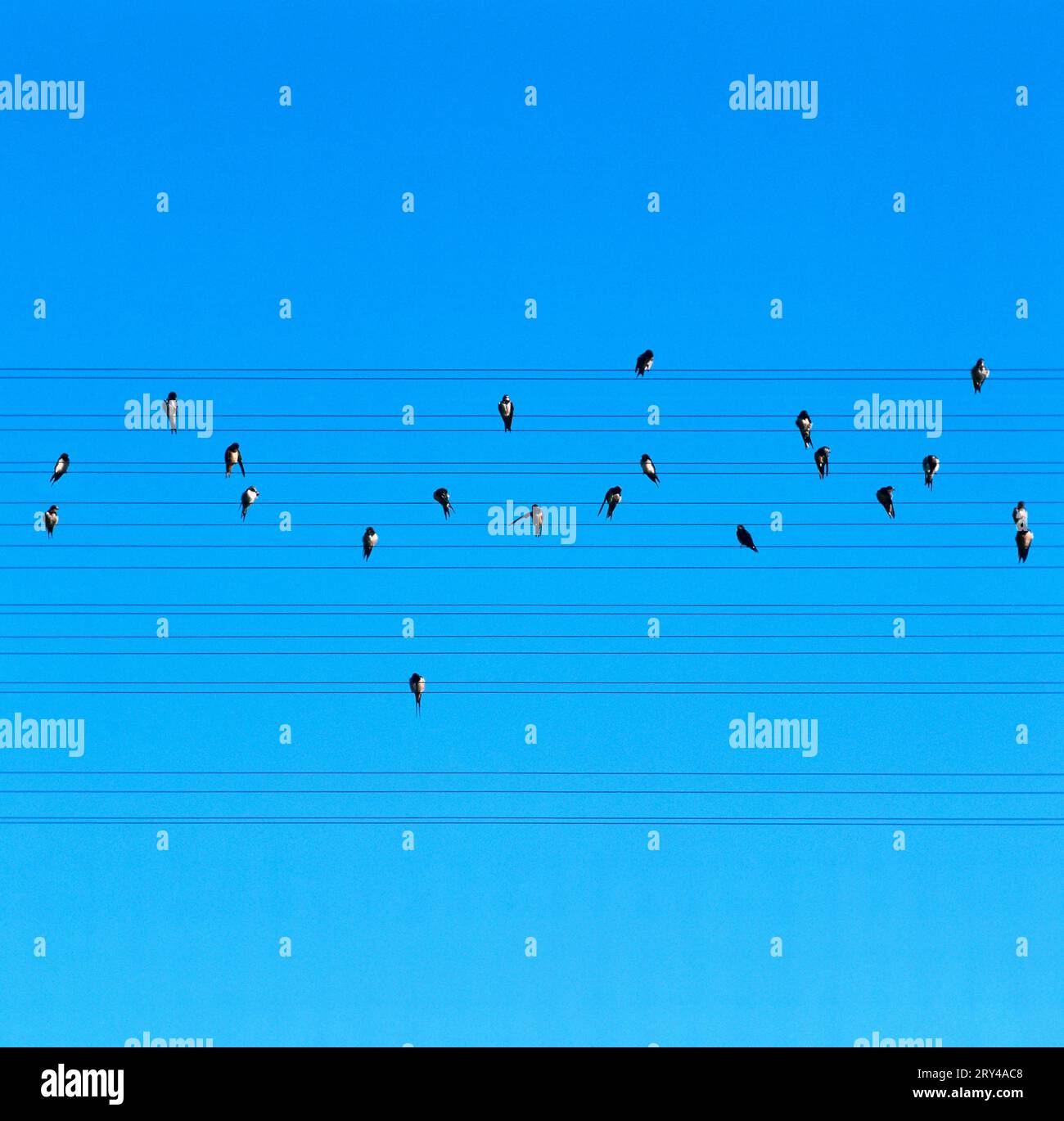 Common house martins (Delichon urbica) sitting on power lines, bird