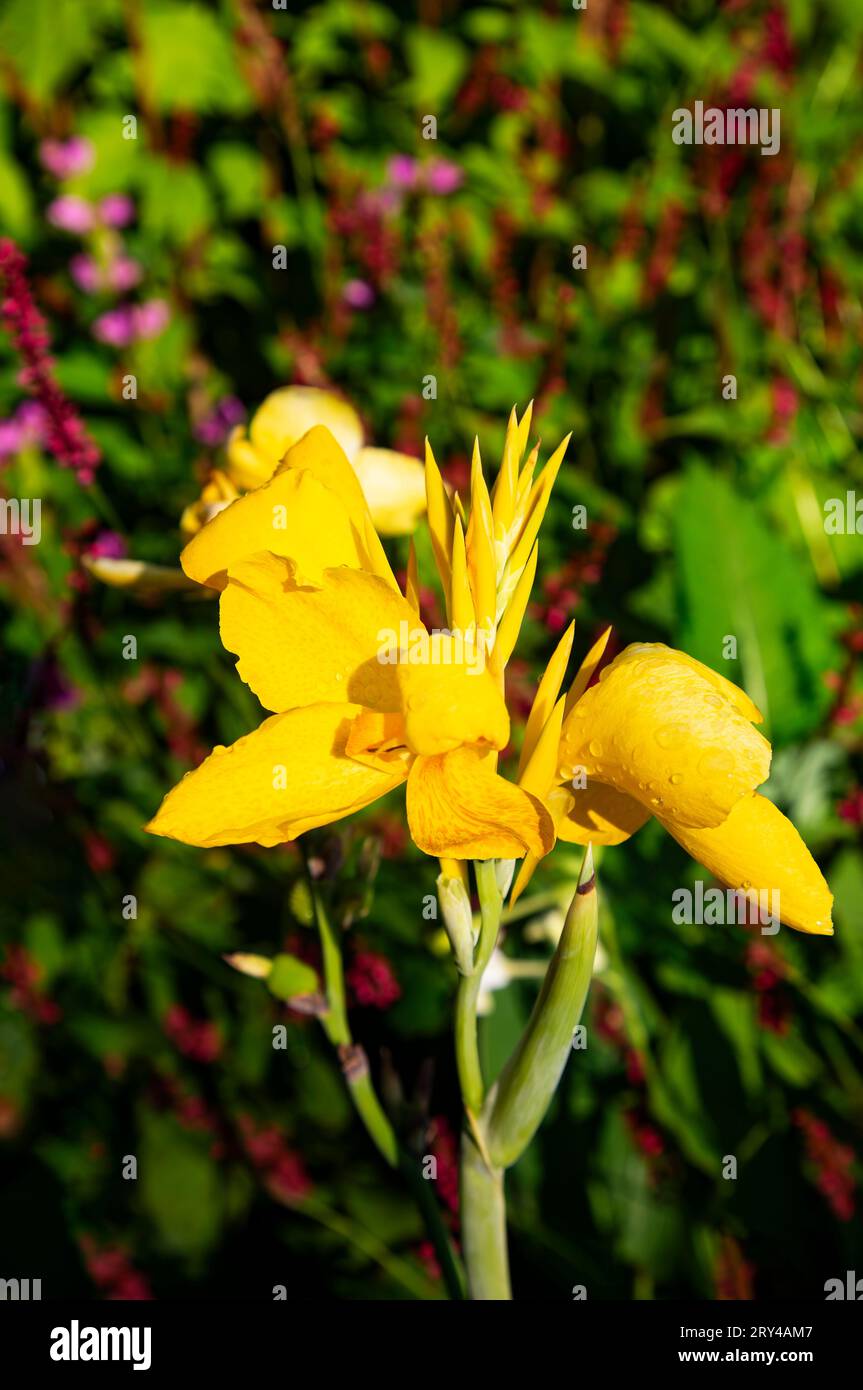 Charming sunlit glow of yellow iris add to floral beauty of Vancouver Island at Butchart Gardens near Victoria, British Columbia, Canada, Stock Photo