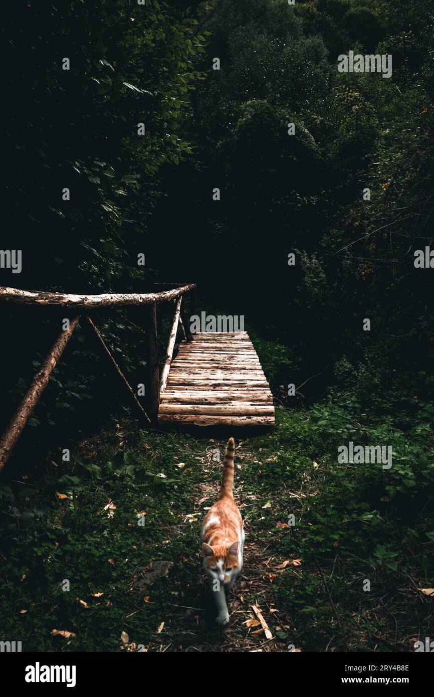 Cute orange cat coming out of the dark forest on the bridge Stock Photo