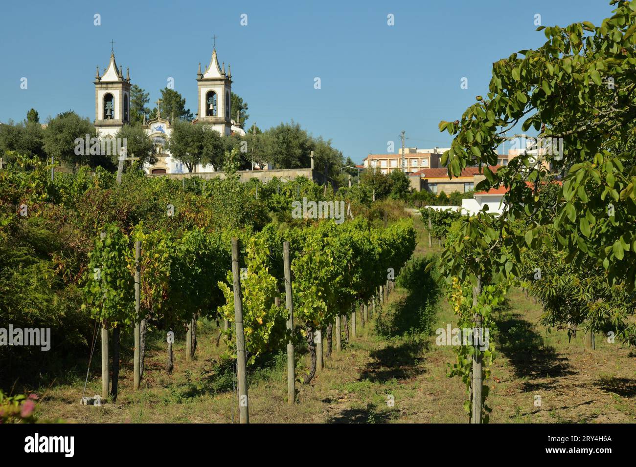 vineyards and charming native farms cling to the steep sides of the ...