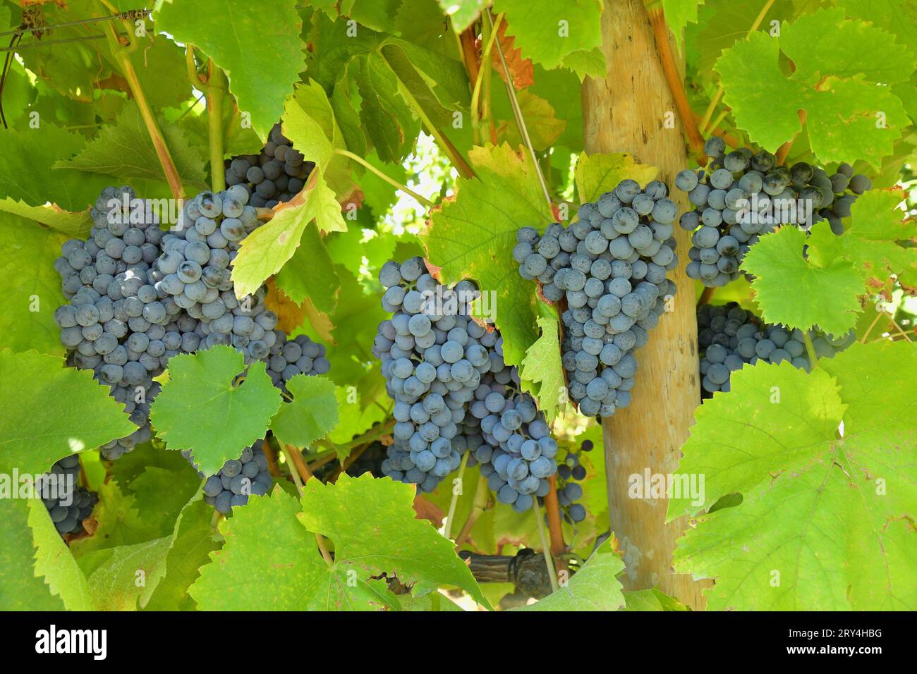 vineyards and charming native farms cling to the steep sides of the ...