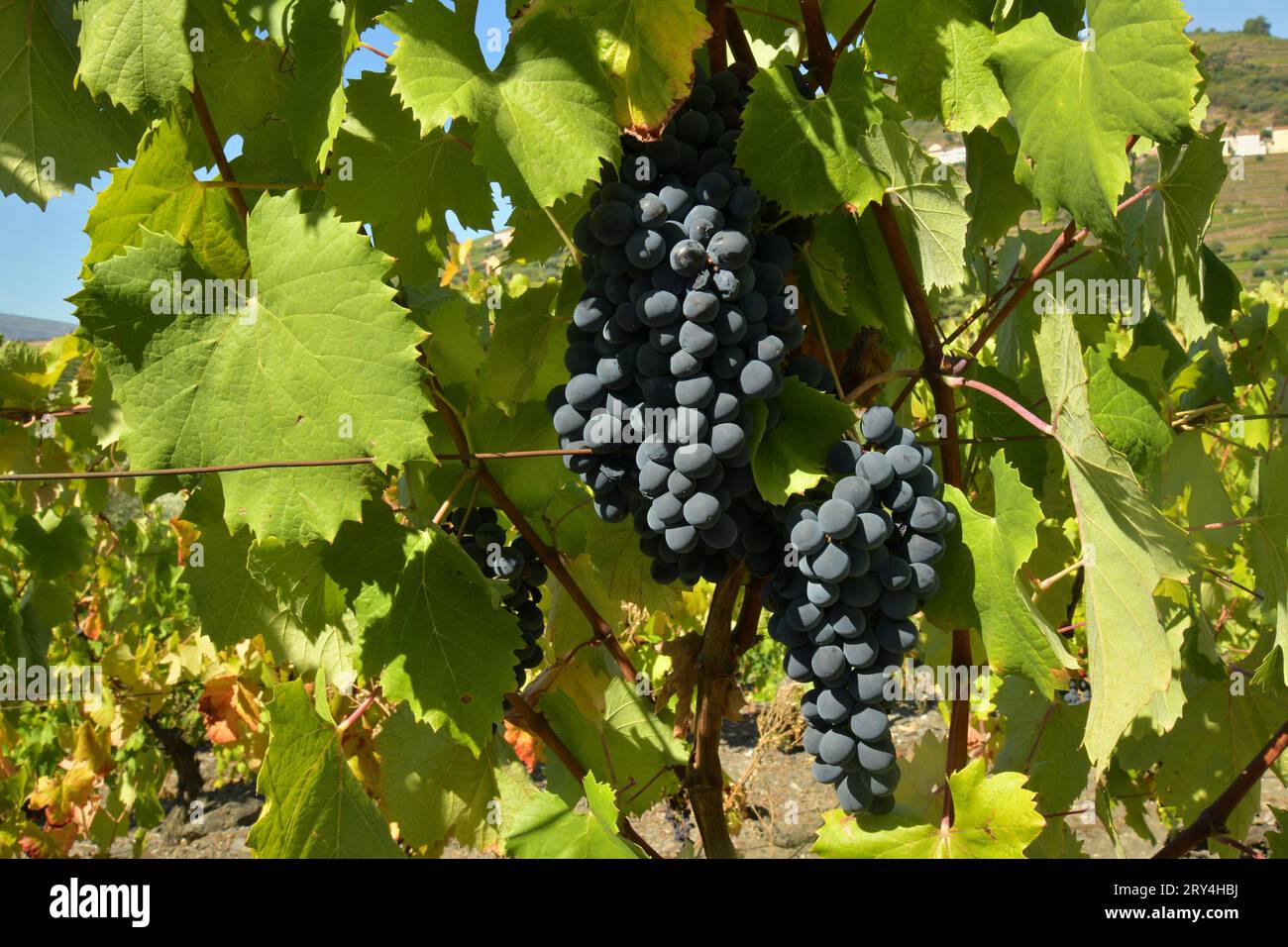 vineyards and charming native farms cling to the steep sides of the ...