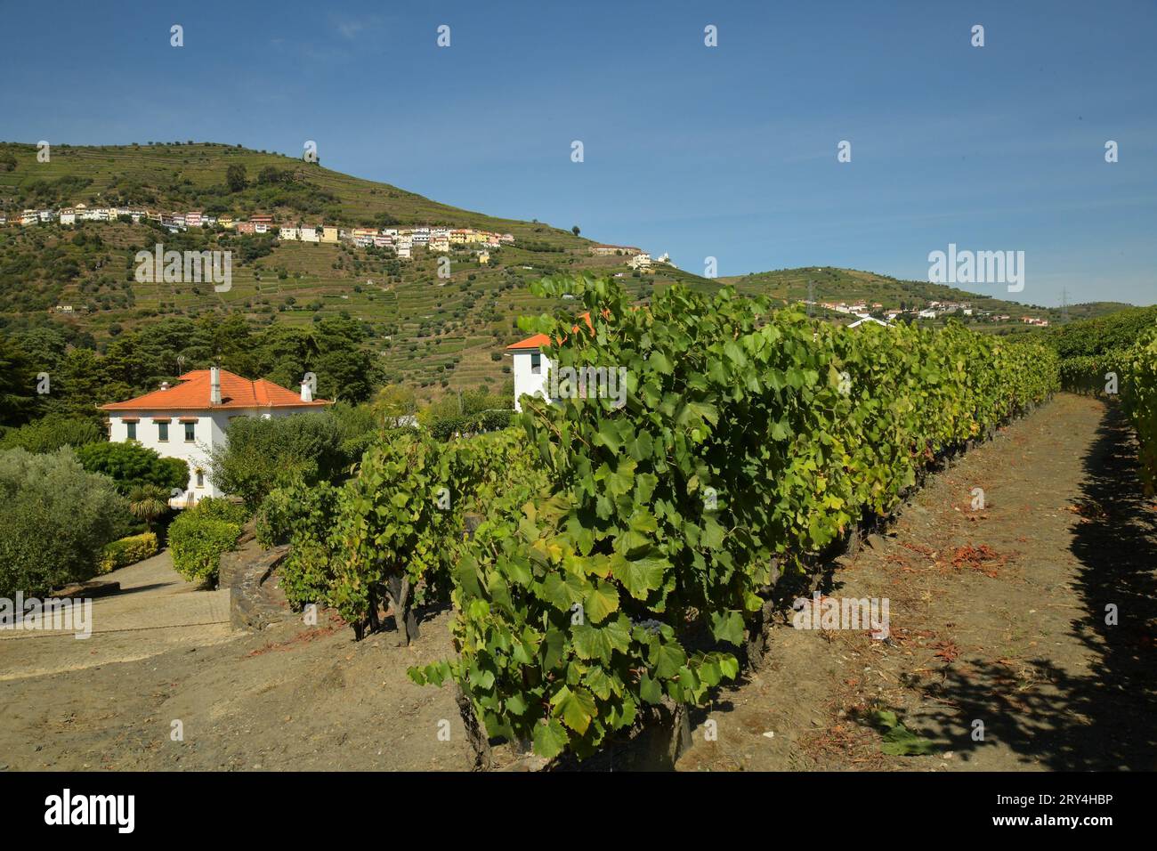 vineyards and charming native farms cling to the steep sides of the ...