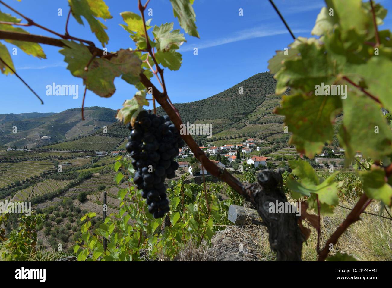 vineyards and charming native farms cling to the steep sides of the ...