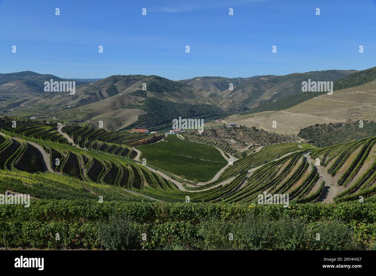 vineyards and charming native farms cling to the steep sides of the ...