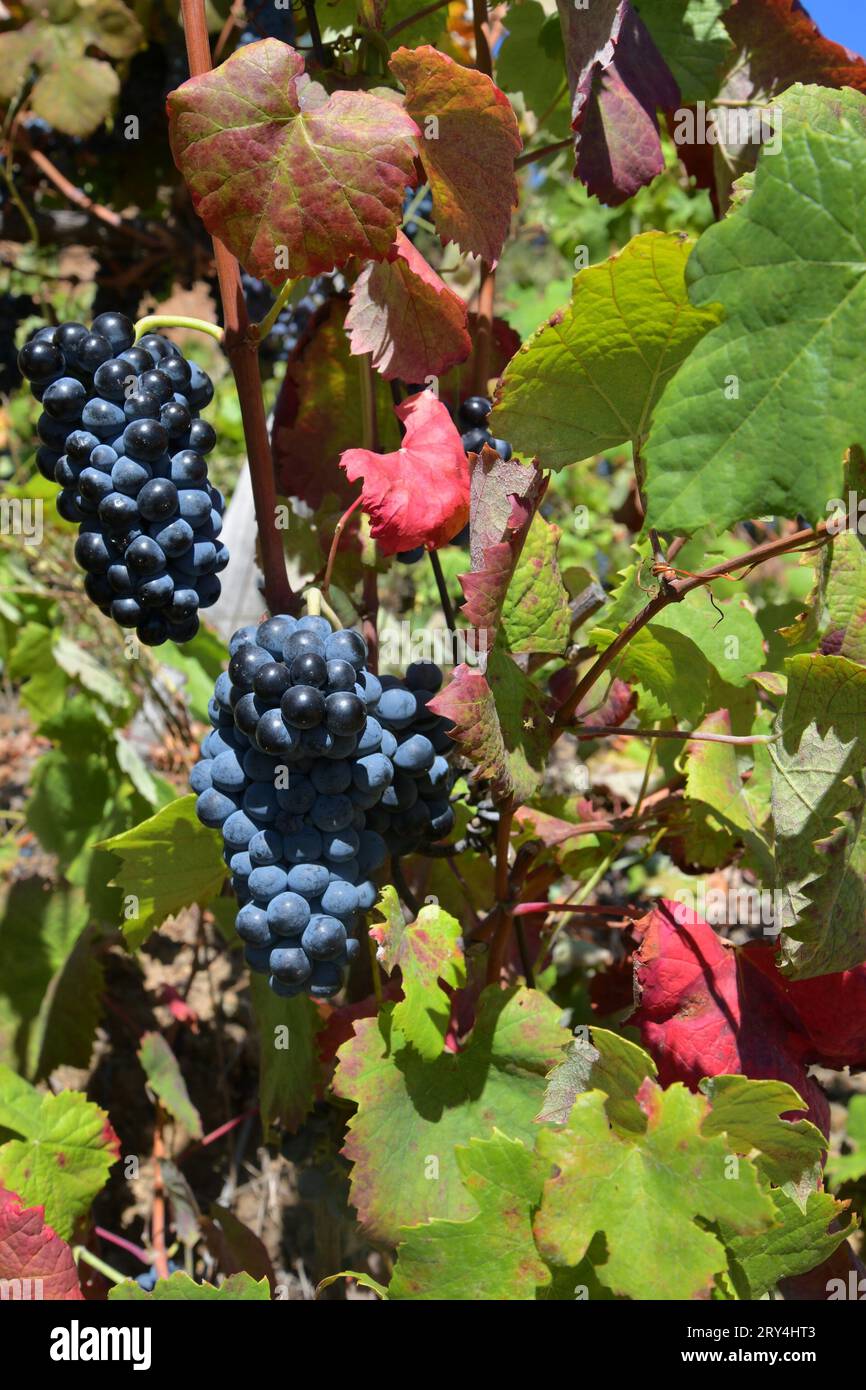 vineyards and charming native farms cling to the steep sides of the ...