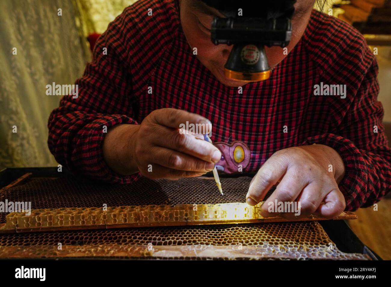 Luannan County, China May 20, 2023 The beekeeper puts the bee larvae
