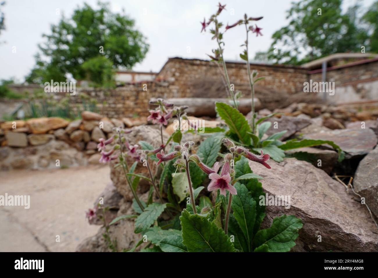 Rehmannia glutinosa in the crevices of rural riprap Stock Photo