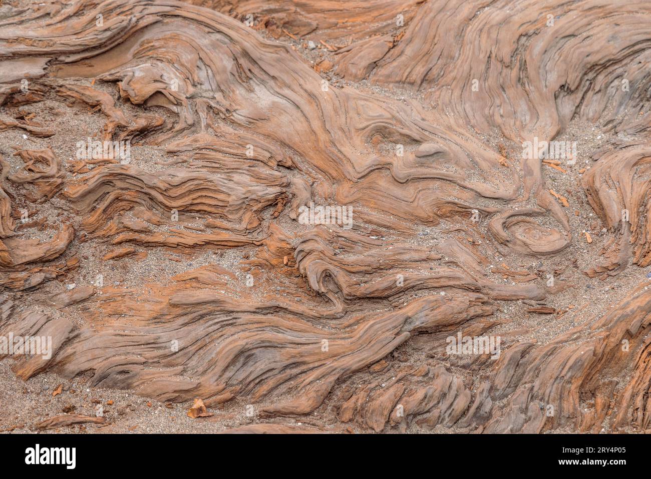 Abstract closeup of a salt-damaged tree trunk washed up on the seashore in Vancouver, Canada. Deep cracks and grooves make interesting wood textures. Stock Photo