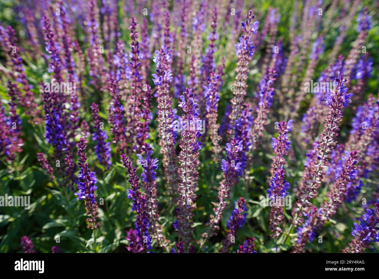 The beautiful orchid Salvia japonica is in the park Stock Photo
