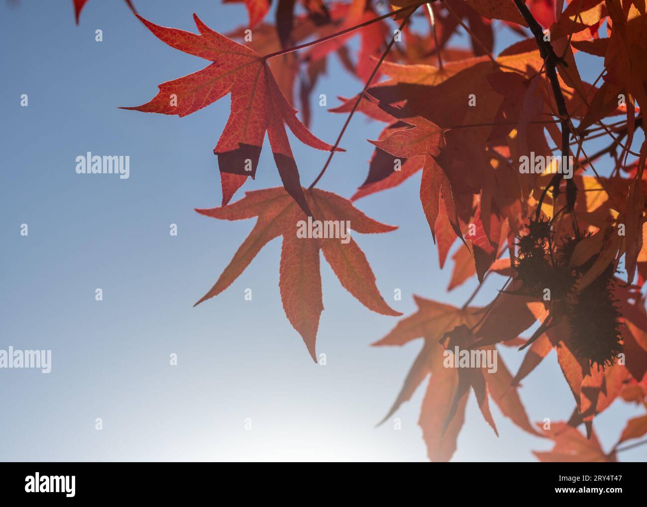 Vibrant red Japanese maple leaves backlit by the sun during fall in Vancouver, Canada. Autumn leaves are set against a blue sky. Stock Photo