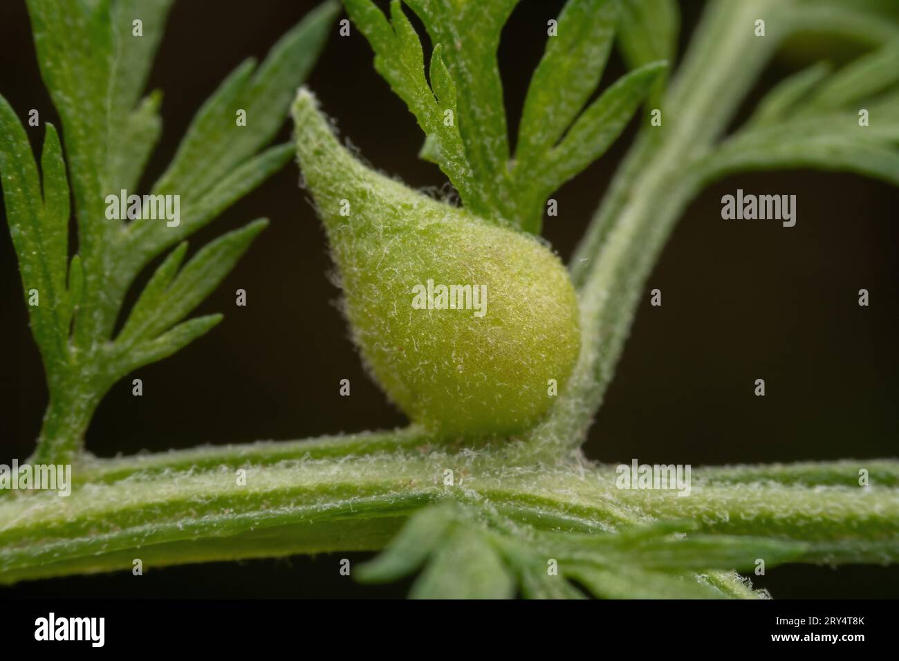 Gall, a deformed tumor or protrusion formed by accelerated division and abnormal differentiation of plant cells Stock Photo