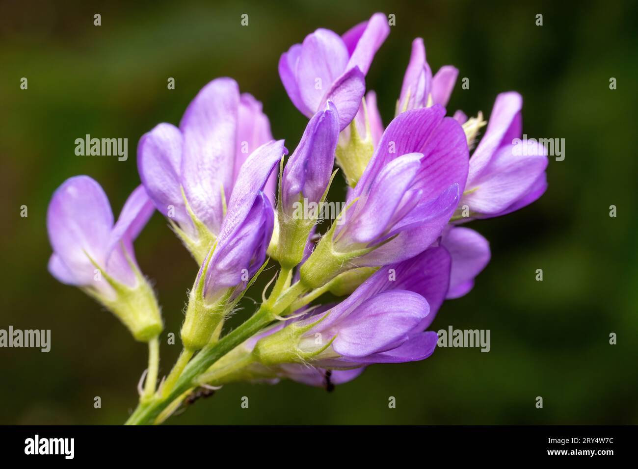 Alfalfa flowers in their wild state Stock Photo - Alamy